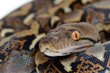 Reticulated python (Python reticulatus) on a white background