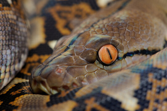 Reticulated python (Python reticulatus)