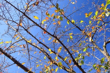 秋の黄葉の葉残る桜の木と青空