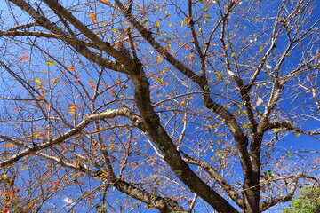 秋の黄葉の葉残る桜の木と青空