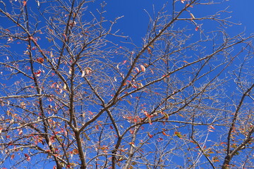 秋の黄葉の葉残る桜の木と青空