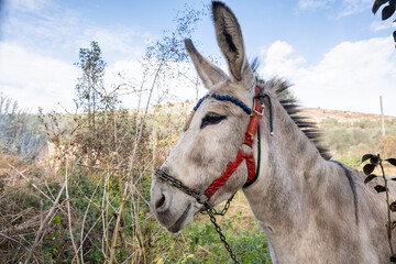 Portrait of grey donkey outdoor