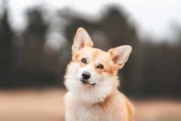 portrait of a corgie dog