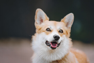 portrait of a corgie dog