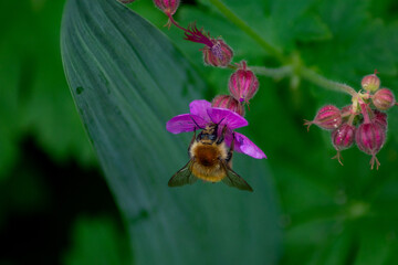 beautiful bright flowers grow in the garden