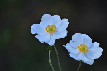 white and yellow flower