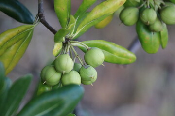 green beans on a tree