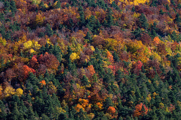 Forest changing colours in the Alpes deHaute Provence in France during autumn
