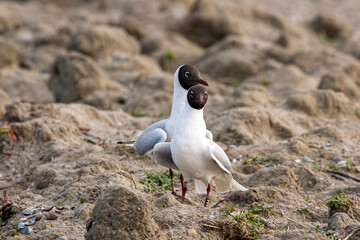 Parade nuptiale de mouettes rieuses (larus ridibundus)