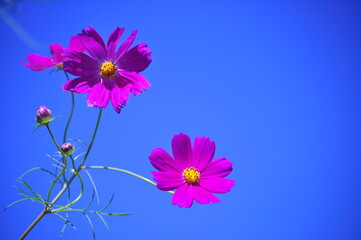 flowers on blue background