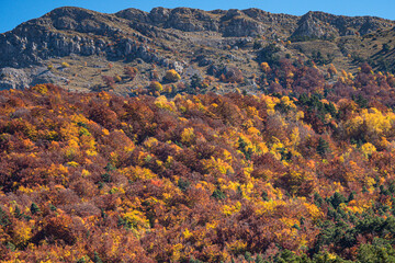 Forest changing colours in the Alpes deHaute Provence in France during autumn