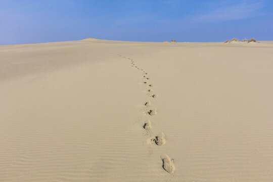 Human footprints on the yellow sand stretching to the horizon. Eph's Dune. Kaliningrad region. Russia