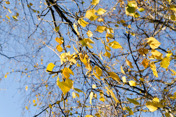golden or yellow autumn leaves against a clear blue sky