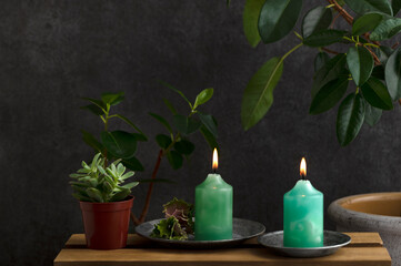 フィカスとグリーンのキャンドル