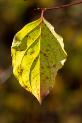 autumn leaves on a tree