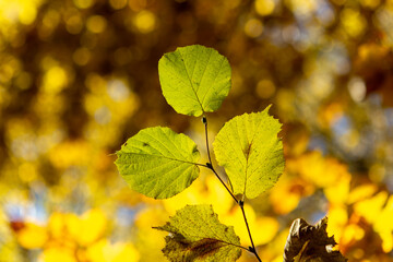 autumn leaves on a tree