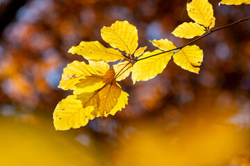 autumn leaves on a tree