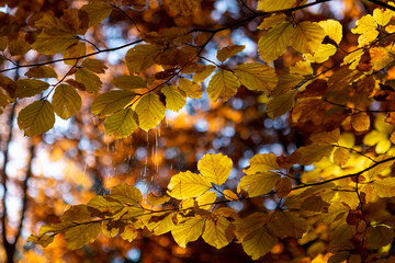 autumn leaves on a tree