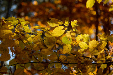 autumn leaves on a tree