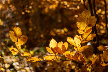 autumn leaves on a tree