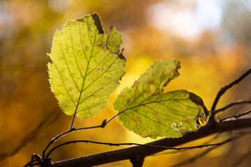 autumn leaves on a tree