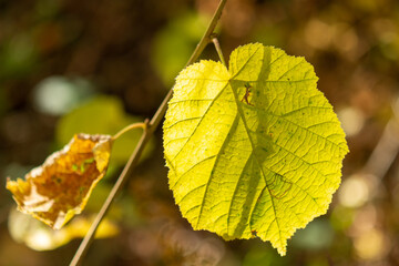 autumn leaves on a tree