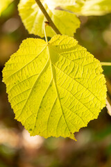 autumn leaves on a tree