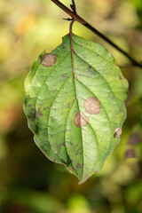 autumn leaves on a tree