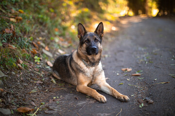 Naklejka na ściany i meble Generally considered dogkind's finest all-purpose worker, the German Shepherd Dog is a large, agile, muscular dog of noble character and high intelligence. 