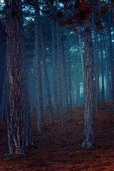 misty autumn forest