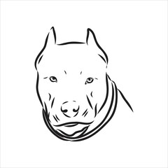 Vector sketch drawing pitbull barking pit bull terrier dog vector