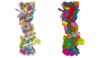 Structure of 26S proteasome, 3D cartoon and Gaussian surface models, PDB 5gjr, white background