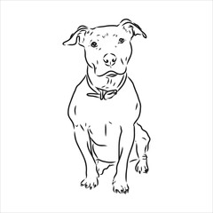 Vector sketch drawing pitbull barking pit bull terrier dog vector - obrazy, fototapety, plakaty