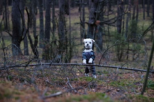 Malteze walks around forest in the autumn