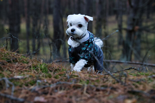Malteze walks around forest in the autumn