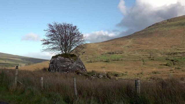 Tree Growing through a stone in County Donegal - Ireland