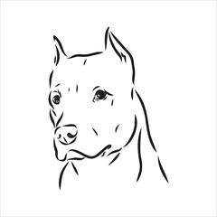 Vector sketch drawing pitbull barking pit bull terrier dog vector