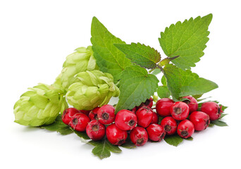 Hawthorn berries, melissa, hops.