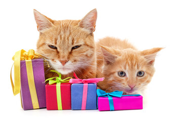 Two kittens and gifts.