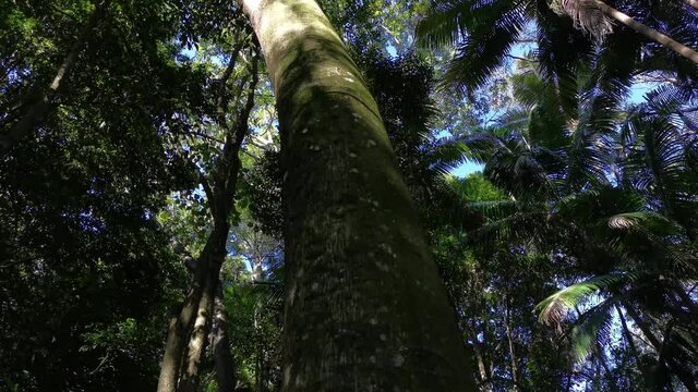 A slow pan down the massive trunk of a strangler fig in a rainforest area reveal the lichens, mosses and other plant life that make this huge tree trunk their home.