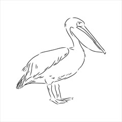 Hand drawn sketch of pelican pelican bird vector