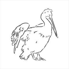 Hand drawn sketch of pelican pelican bird vector