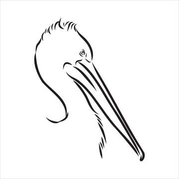 recommend clip art: Hand drawn sketch of pelican pelican bird vector