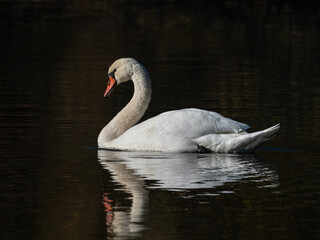 Fototapeta premium Schwan