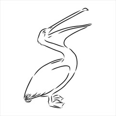 Hand drawn sketch of pelican pelican bird vector