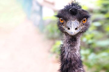 Fototapeta premium Funny black ostrich looking at the camera