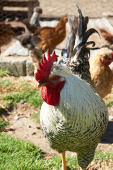 white rooster on green grass