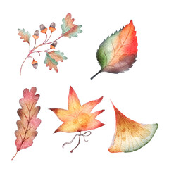 Autumn Foliage Leaves Watercolor Isolated Elements Set
