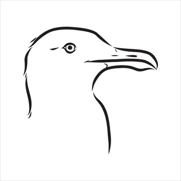 recommend clip art: Seagull Albatross bird in flight with open wings sketch vector graphics black and white drawing