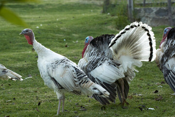 white turkey on green grass